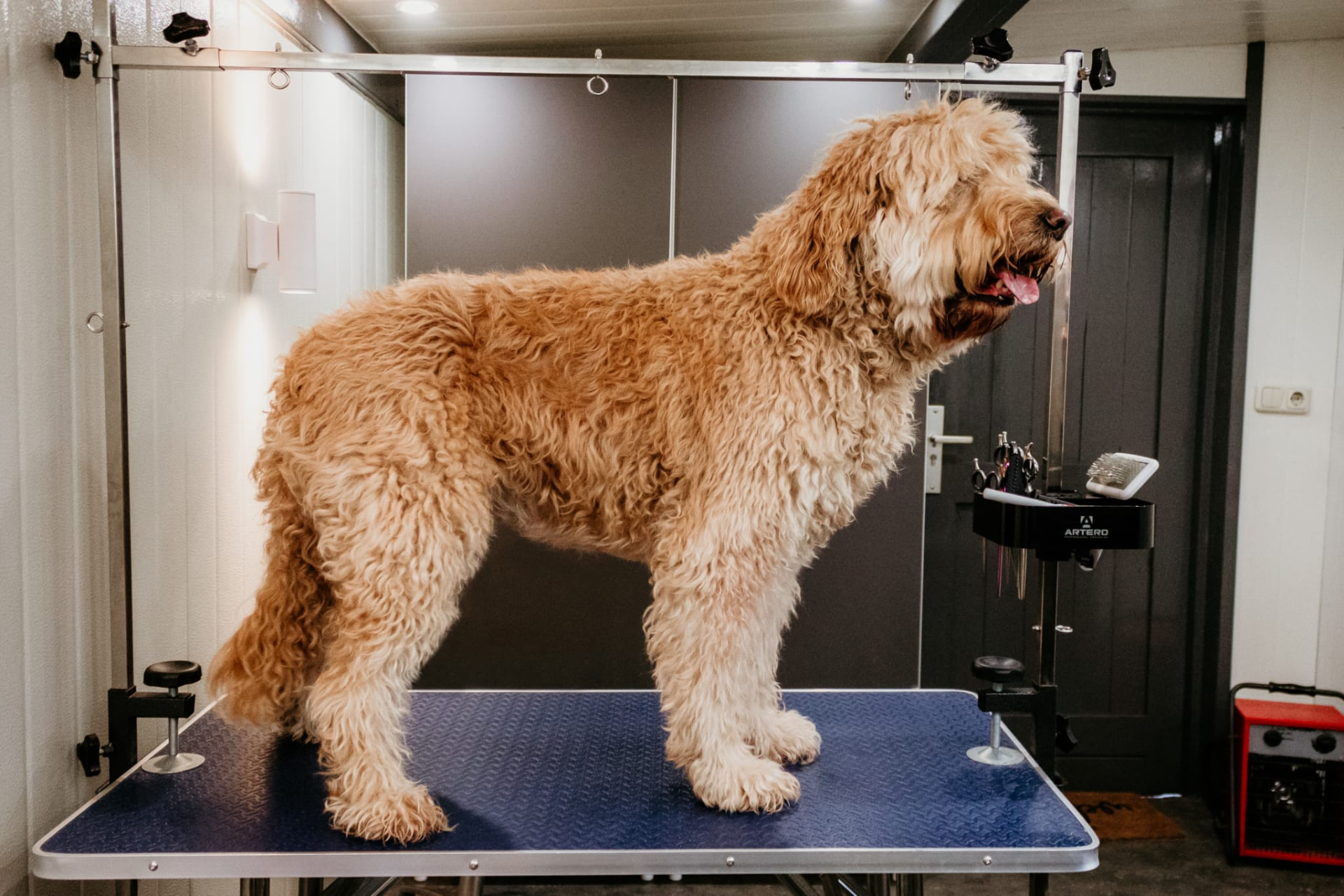 Labradoodle met volle, lange vacht voor de trimbeurt
