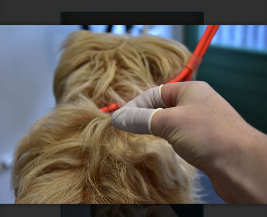 Plukken bij Hondentrimsalon Jasmijn Hattem