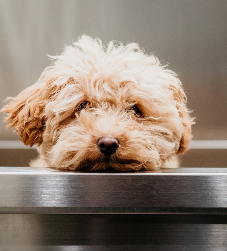 Puppywenbeurtje bij Hondentrimsalon Jasmijn Hattem