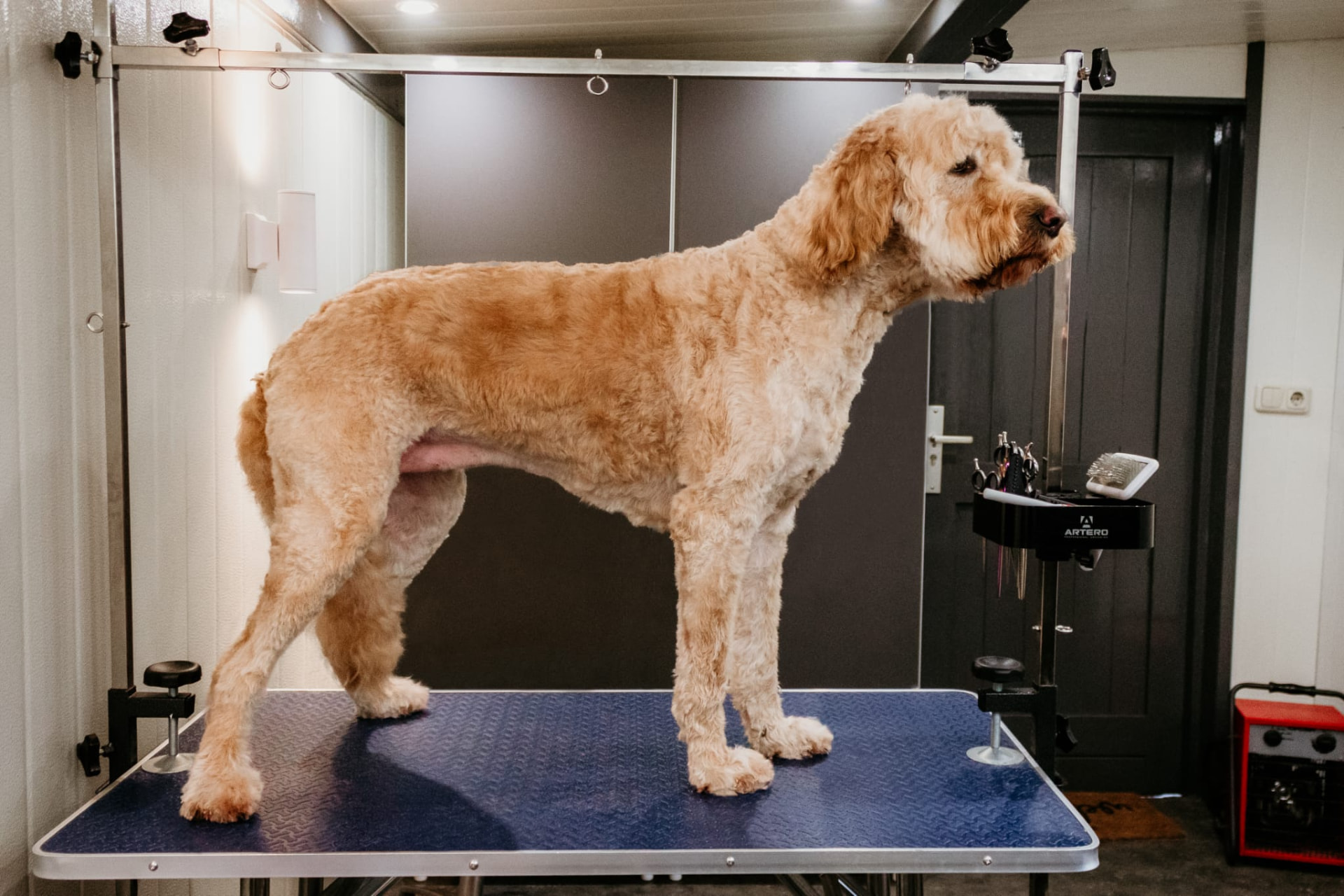 Dezelfde labradoodle netjes in model geknipt na de trimbeurt