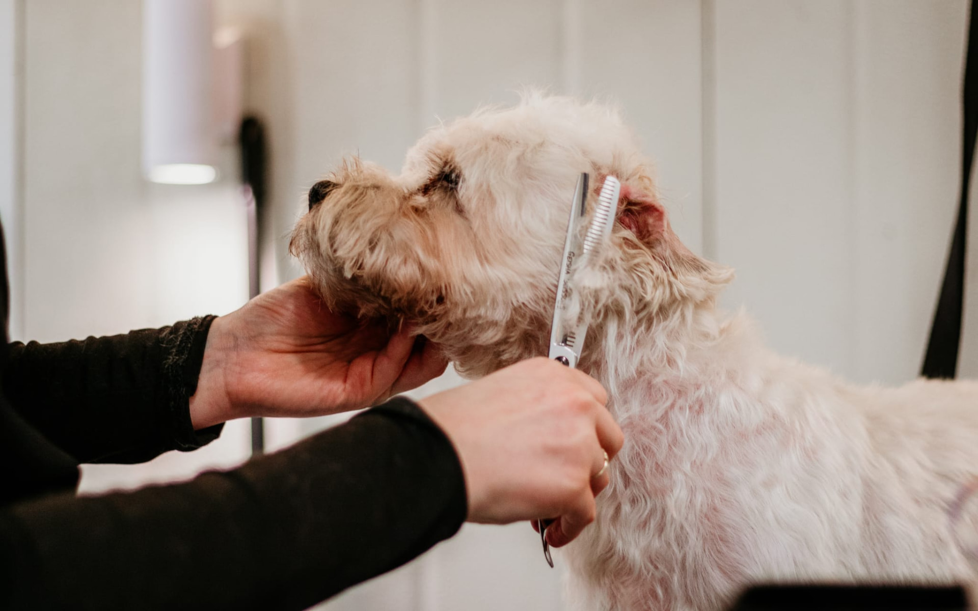 In showmodel knippen bij Hondentrimsalon Jasmijn Hattem